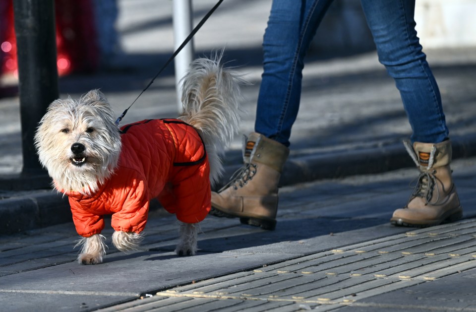 Dogs can be heavily affected by sudden drops in temperature but can go out in cold temperatures if precautions are taken