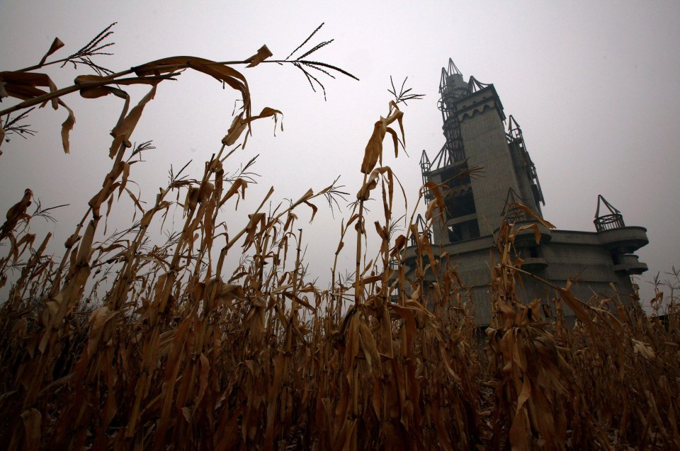 a corn field with a tower in the background