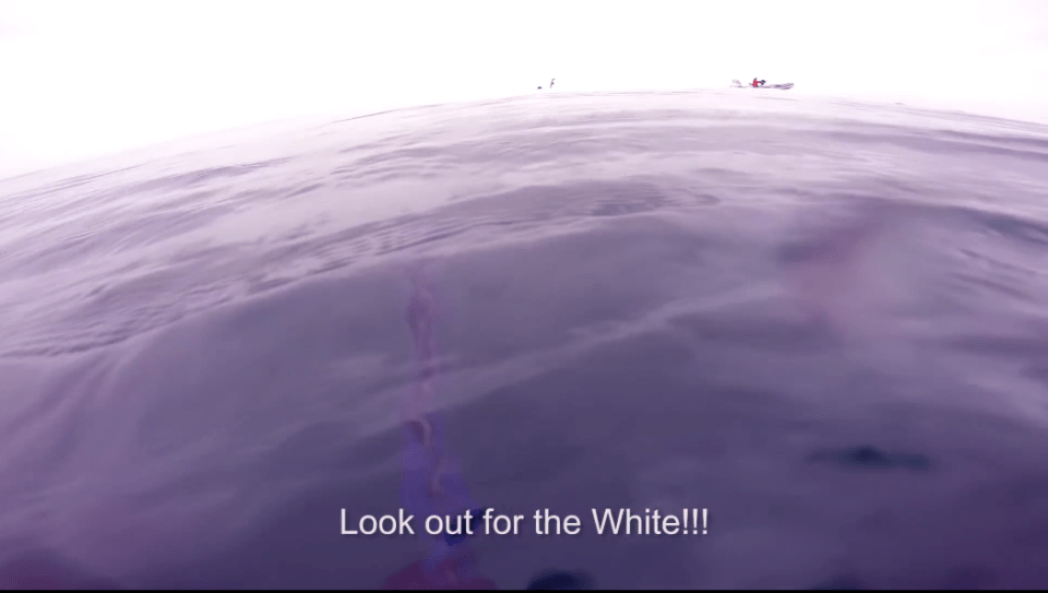 The video shows Potgieter scrambling for safety as he alerts the other divers about the shark circling below