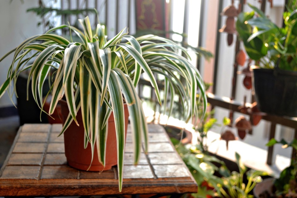 Spider plants also like to draw out moisture in the air