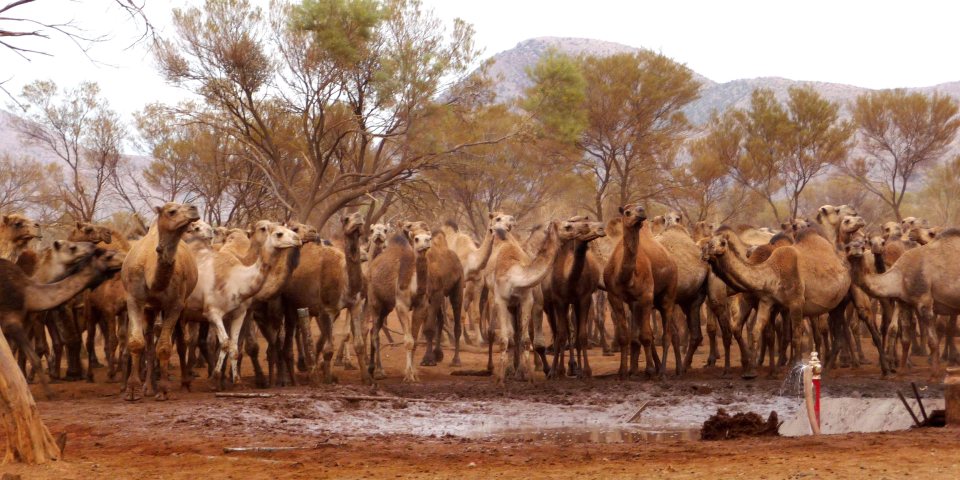 A marauding herd of camels left residents of Docker River living in fear