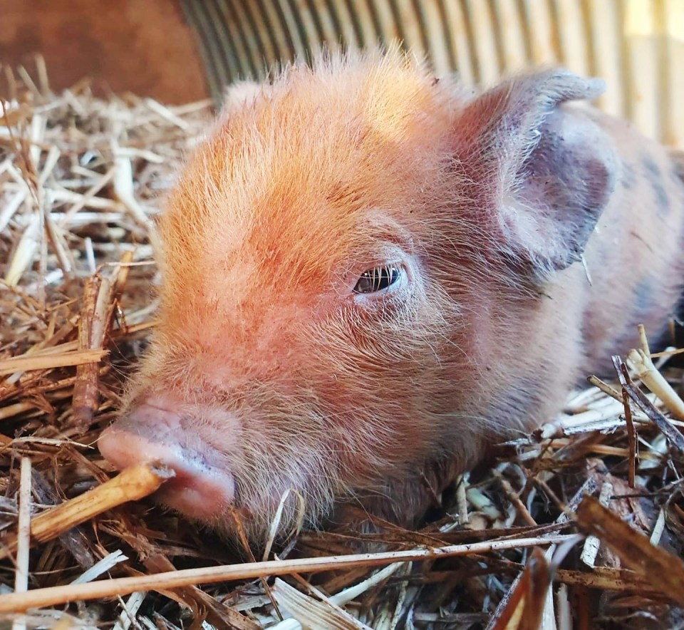 Pigs proved a lot more difficult to look after than I expected