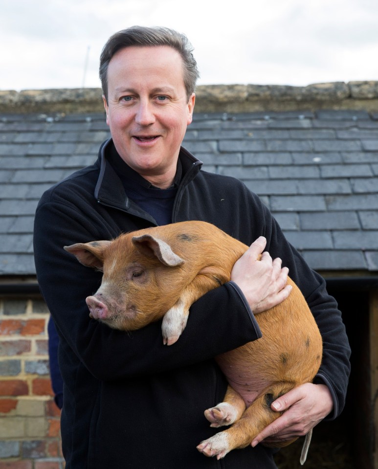 Trollstation tried to deliver a live pig to David Cameron