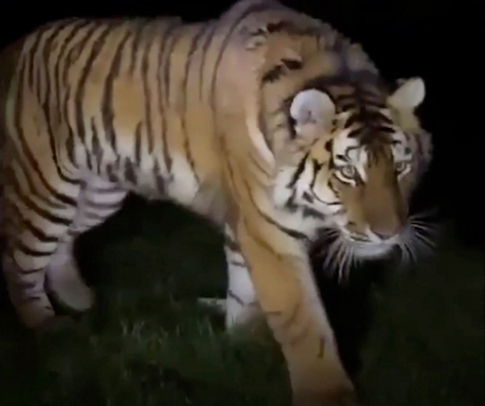 A tiger was also left 'very distressed'