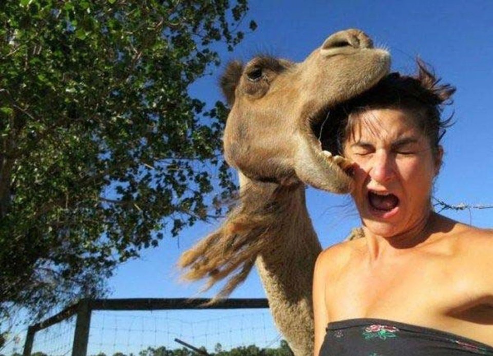 Camels can fit a human head inside their mouths, as this zoo visitor found to her horror - although she escaped serous injury