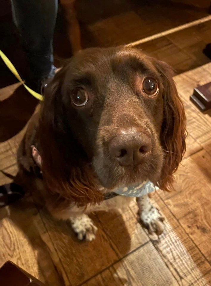 Her brown Springer Spaniel Willow was found off the leash near to Nicola's phone