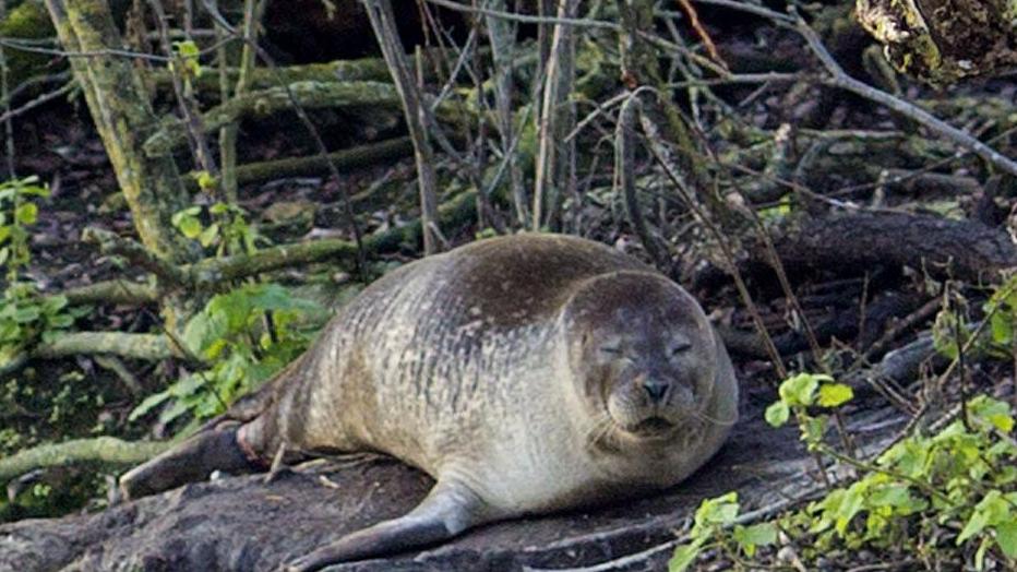 Seal Mr Blubby has apparently doubled in size over the past month