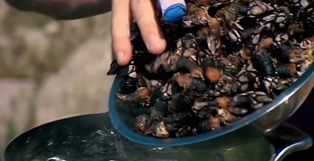 He harvested the expensive barnacles first-hand