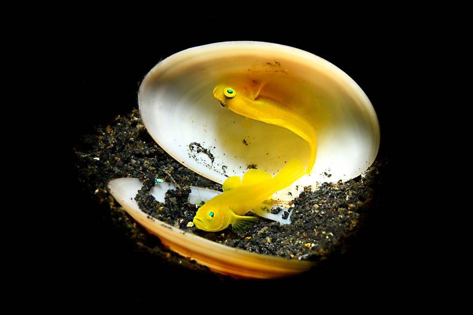 Adriano Morettin's Yellow Gobies with Green Mini Goby in the Shell