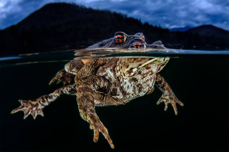 Claudio Zori's photograph of toads received an honourable mention at the awards