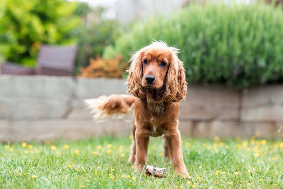 Cocker Spaniels love to bark at just about anything