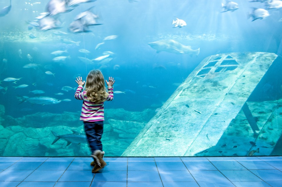 Visit Plymouth’s aquarium on wet days