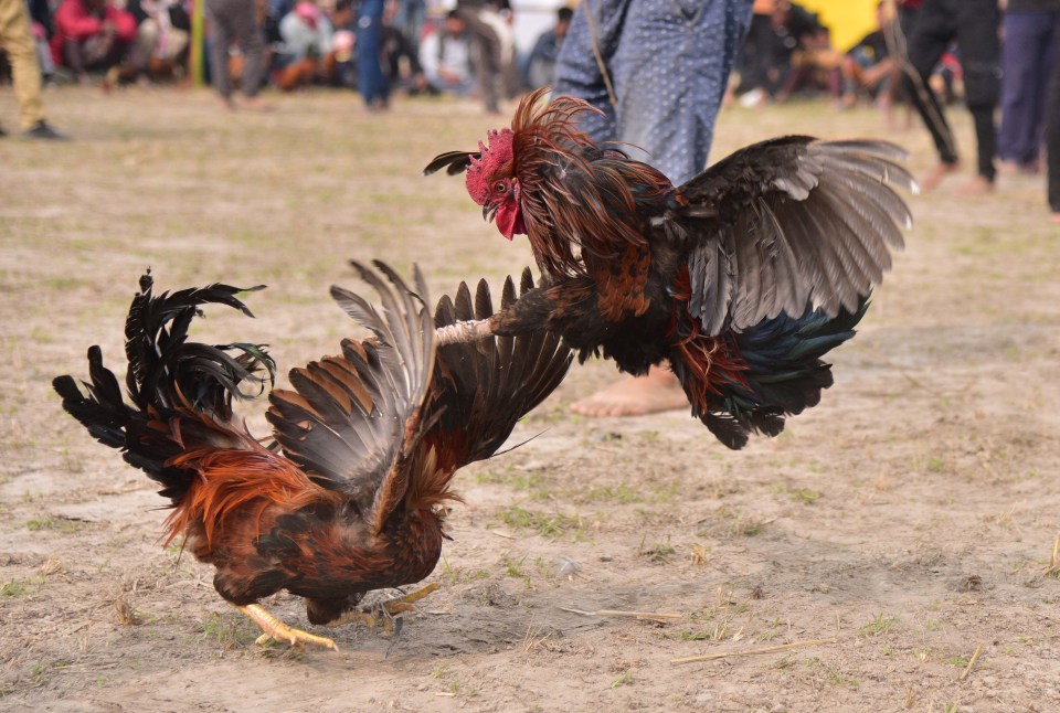 The two men were killed at separate cockfights in India