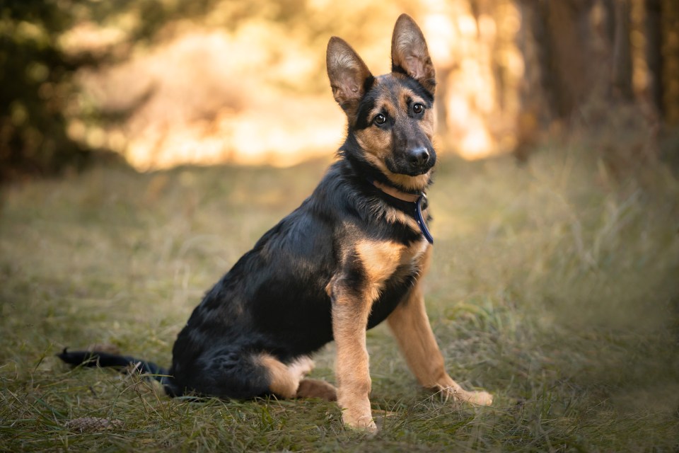 German Shepherds are known to alert their owners to every single small change in their environment