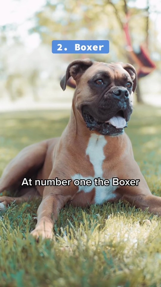 While he loves a Boxer, he said their goofy behaviour would be too much to live with every day