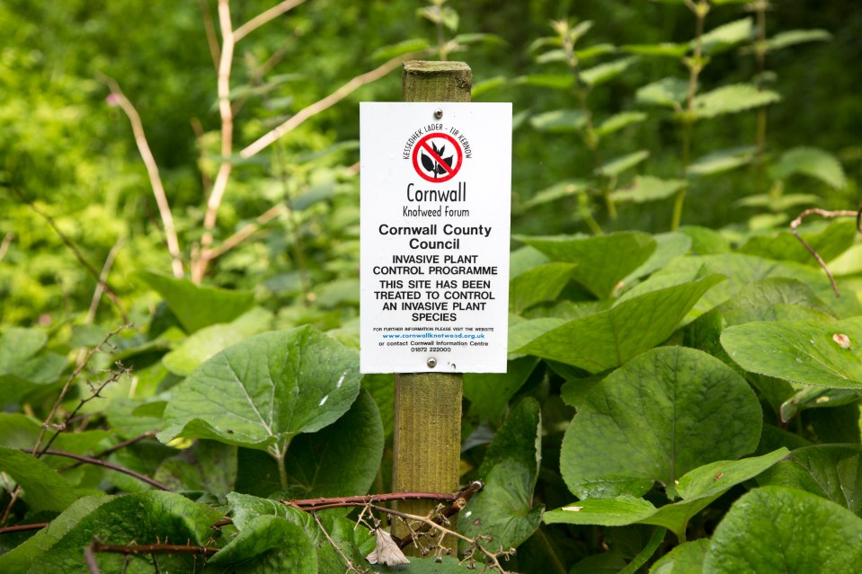 Many mortgage firms also refuse to lend cash on a home which has knotweed nearby