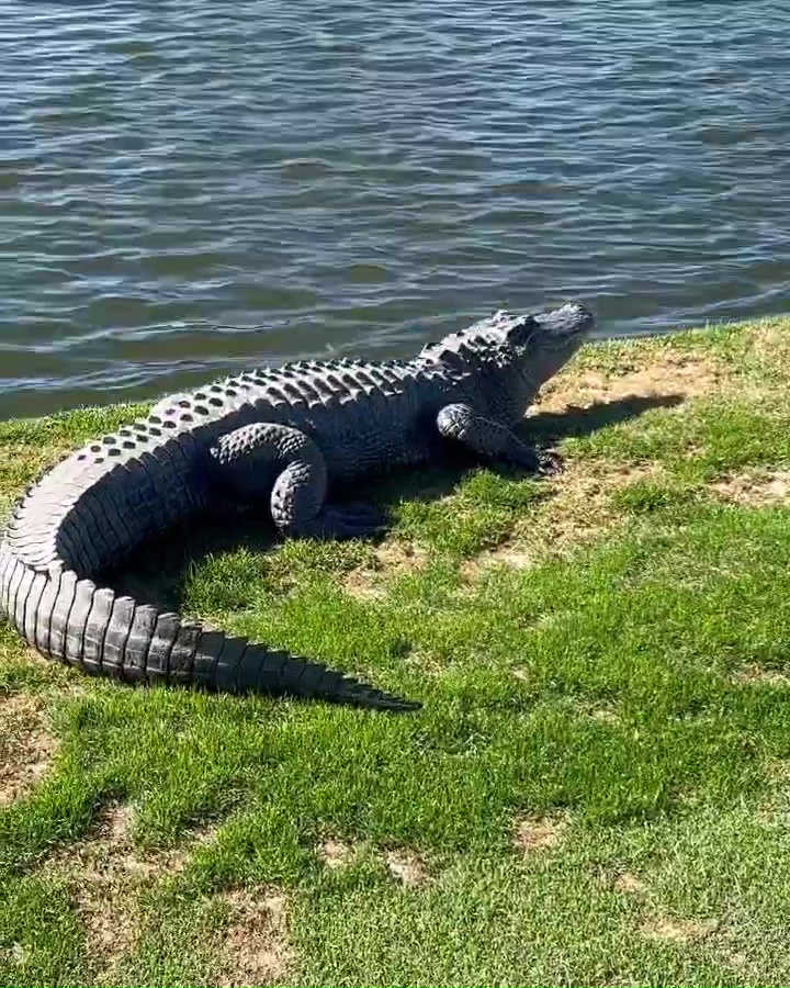 JT filmed the 5ft-long alligator as he tentatively walked past it in footage posted to Instagram