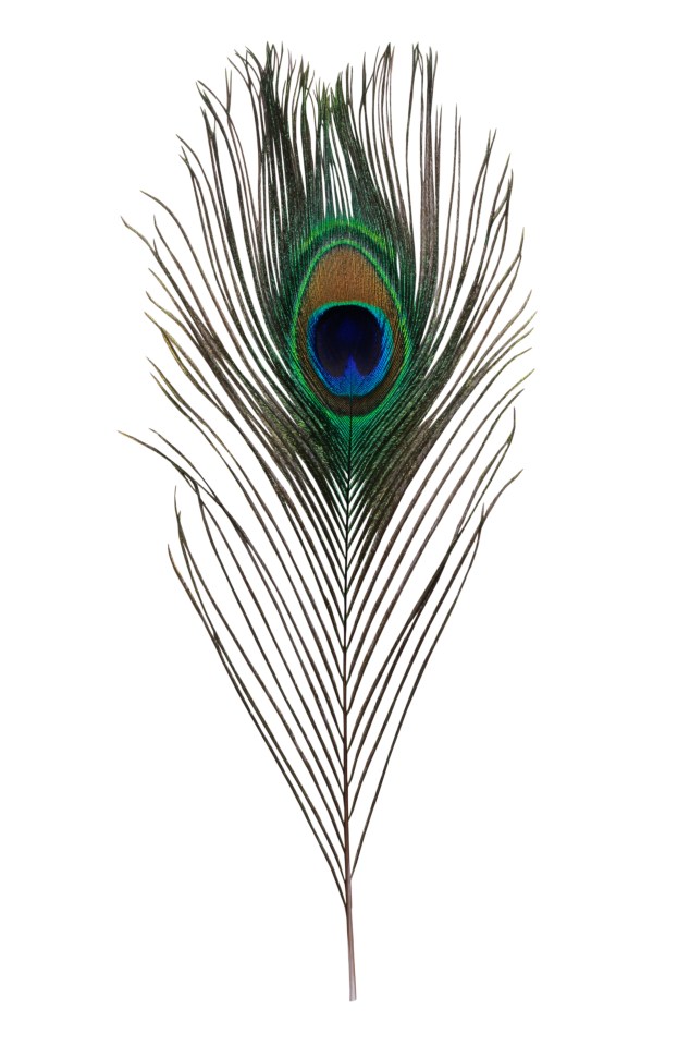 Many myths are associated with peacock feathers