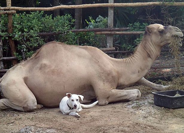 The dromedary reportedly charged because it did not get its daily Coca-Cola