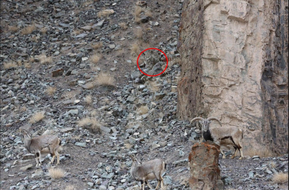 The mountain cat had concealed itself behind some rocks on the hillside to stalk its prey