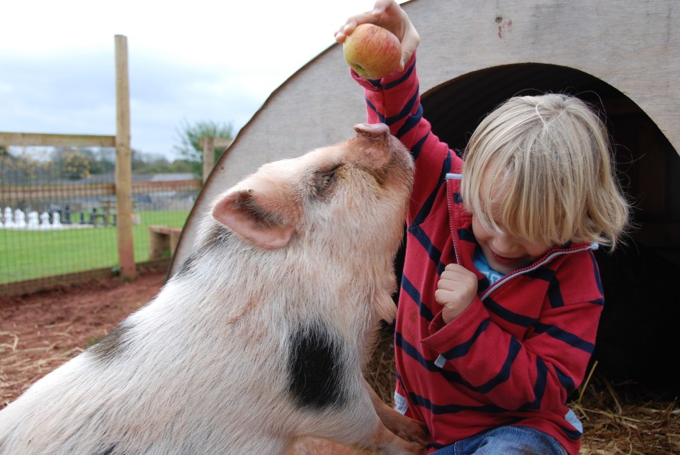 The miniature pigs were the biggest hit with my kids at Pennywell Farm