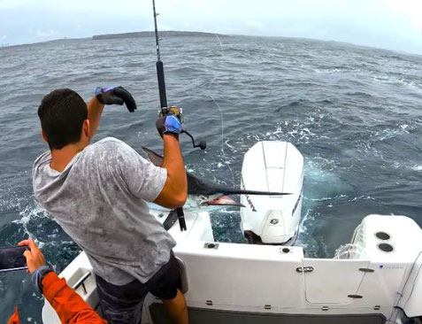 Cooper McGlashan was fishing when a marlin leapt on the boat