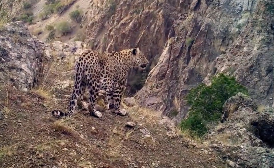 The leopards are native to parts of India, according to Sudhir