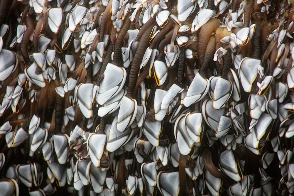 Ruth Crofts found the rare goose barnacles which are said to be worth a fortune