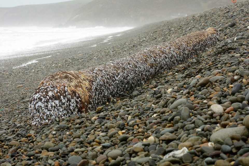 A walker discovered an alien-looking sea creature washed up on a British beach