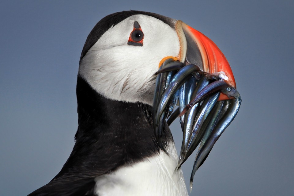 Puffins come to the coast every year for breeding season between May and July