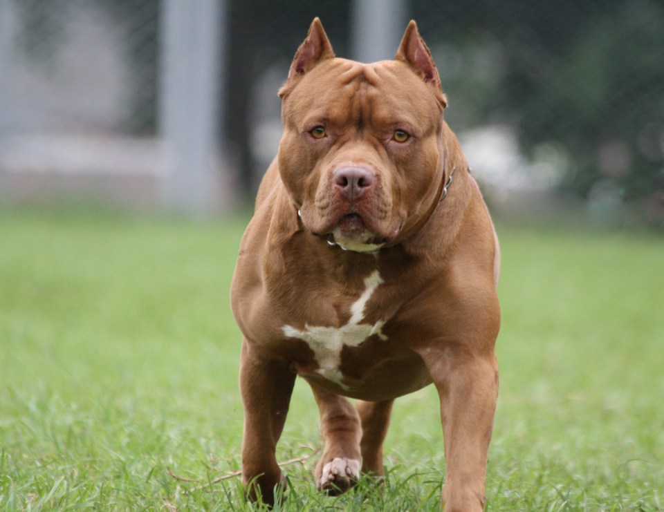 You are not allowed to own a pitbull in the UK, with a law banning them in place since 1991