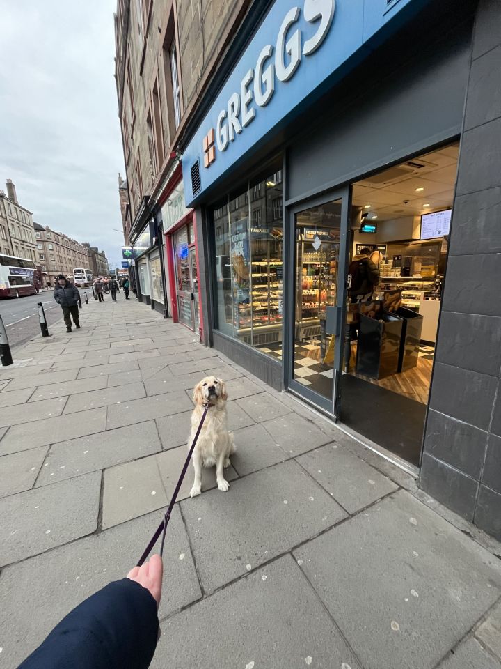 Lucie the golden retriever stages a sit-down protest every time she passes a Greggs