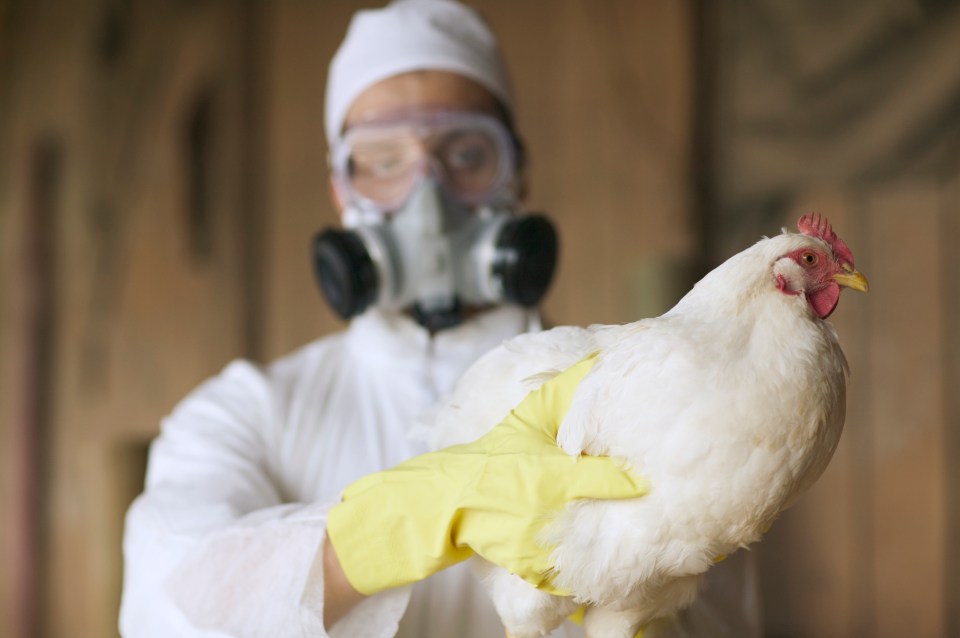 Bird flu can be fatal in up to half of people it infects but only one person has ever tested positive in Britain