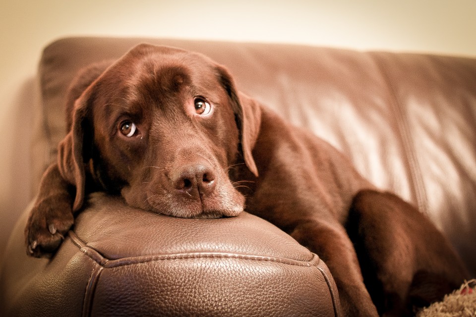 Labradors also made the top spot for the dog expert