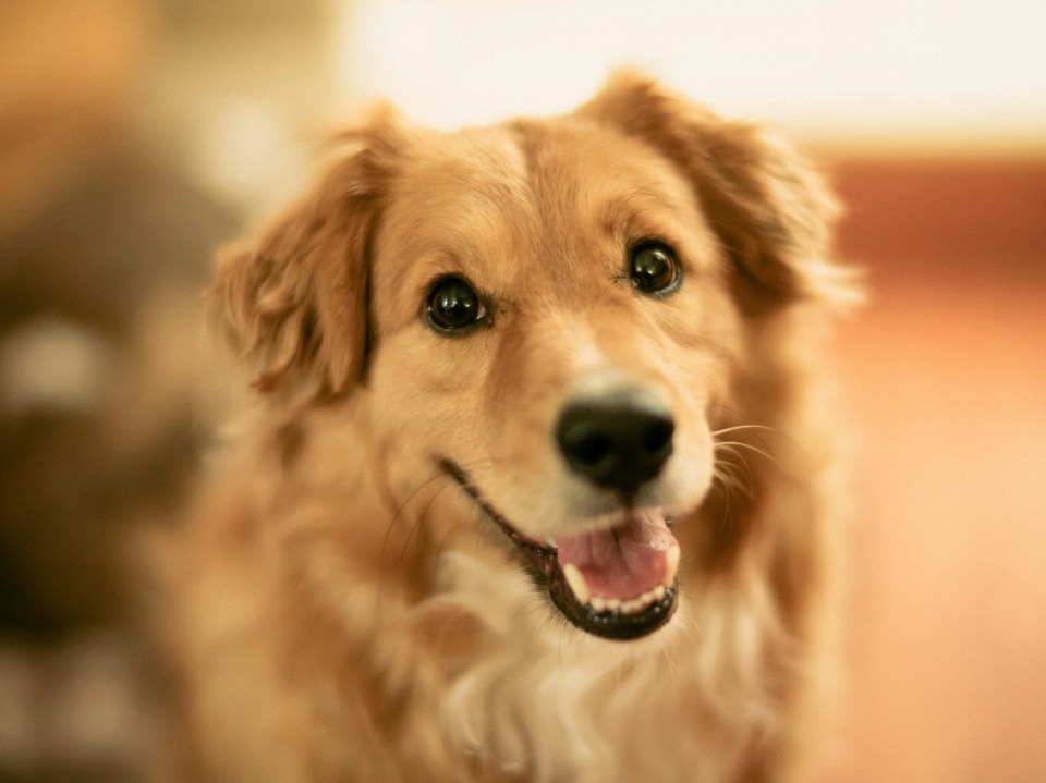 It's no surprise that Golden Retrievers made the list