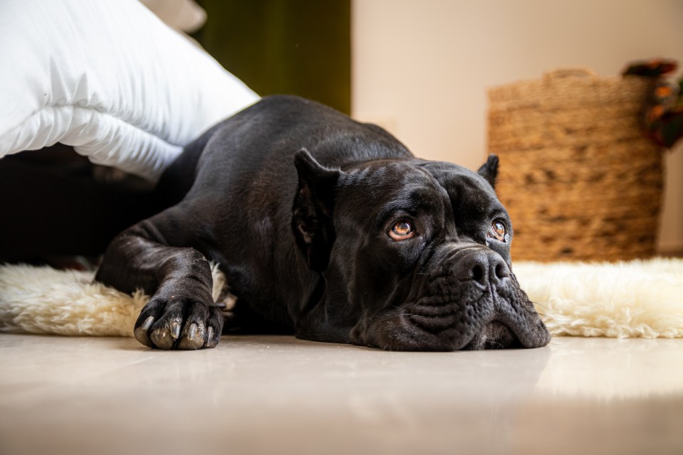 And Cane Corso's make a great companion if you have the time to train them