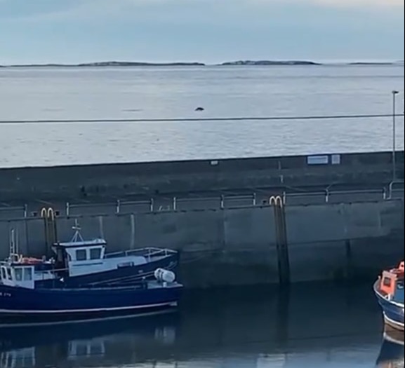 A dolphin was spotted from the beer garden of the Olde Ship Inn