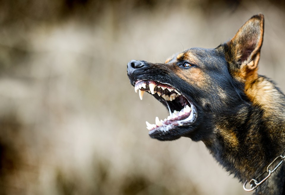 The expert warned Brits to avoid making a routine error during a dog attack