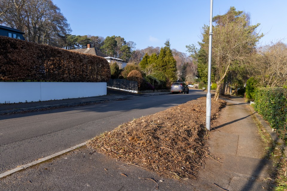 Council workers in Dorset tried trimming back the hedge before shearing it all off