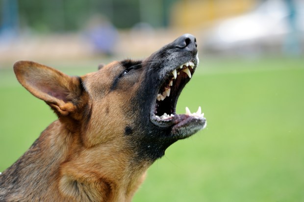 a close up of a dog with its mouth open