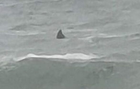 A woman managed to get this snap of what looks like a shark's fin