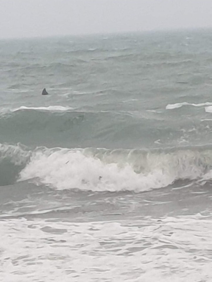 The 'fin' was seen off the south Cornish coast by a woman in Gunwalloe, near Porthleven