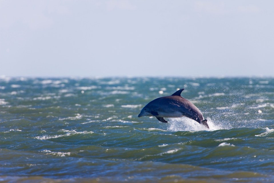 Dolphins can be seen on tours that leave the harbour, but sometimes come close enough to see from shore