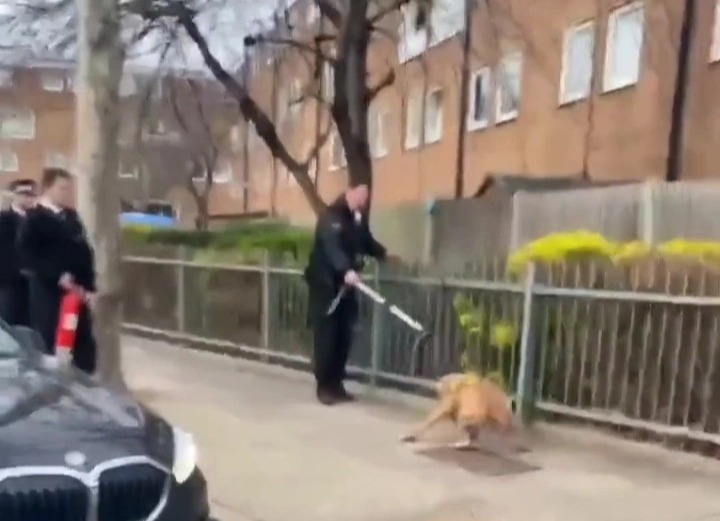 Another officer stood by with a fire extinguisher as the aggressive dog pulled back