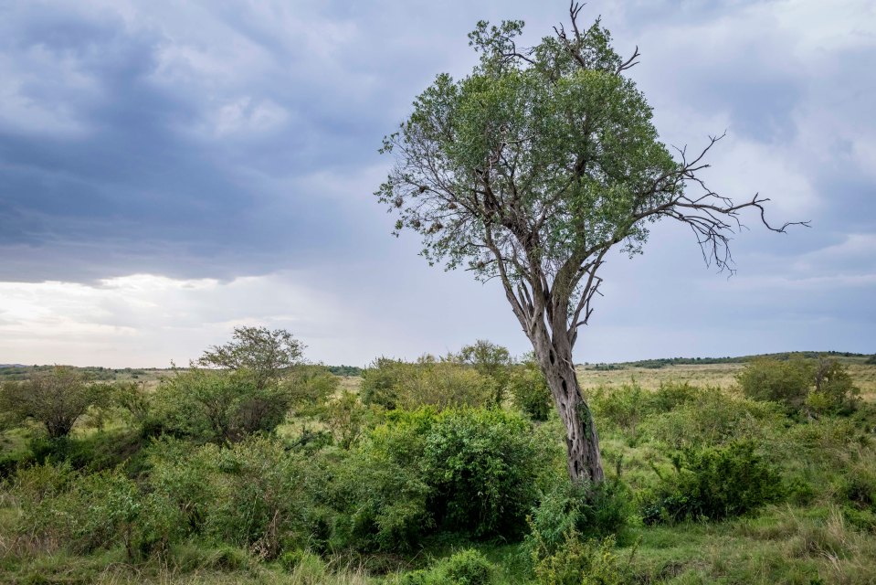 Can you spot the milk eagle owl in this tricky optical illusion?