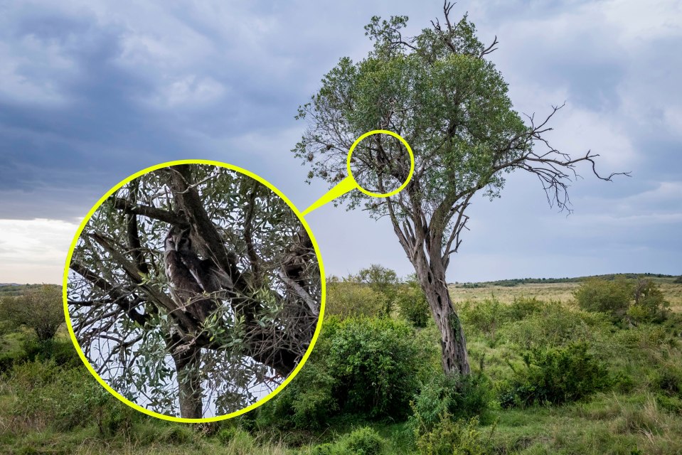 Photographer and graphic designer, Ingo Gerlach, captured this pic while visiting the Masai Mara in Kenya