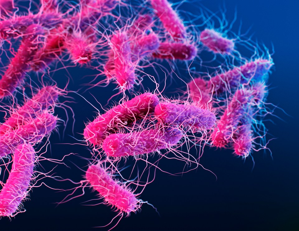 a cluster of pink and purple bacteria on a blue background