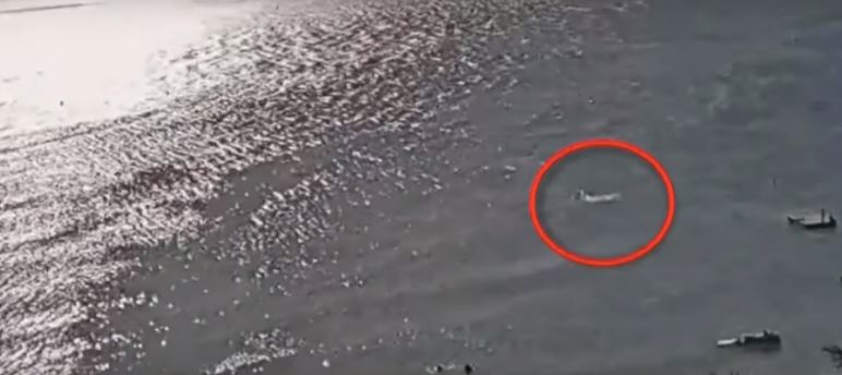 The horrifying moment the swimmer is attacked by the shark