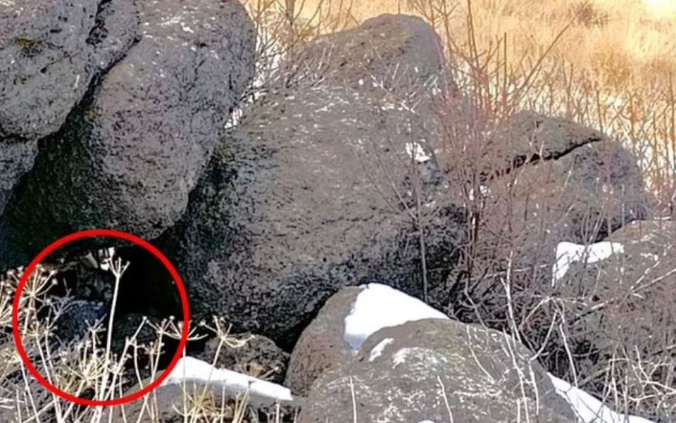 Circled in red is where the mountain lion is hiding