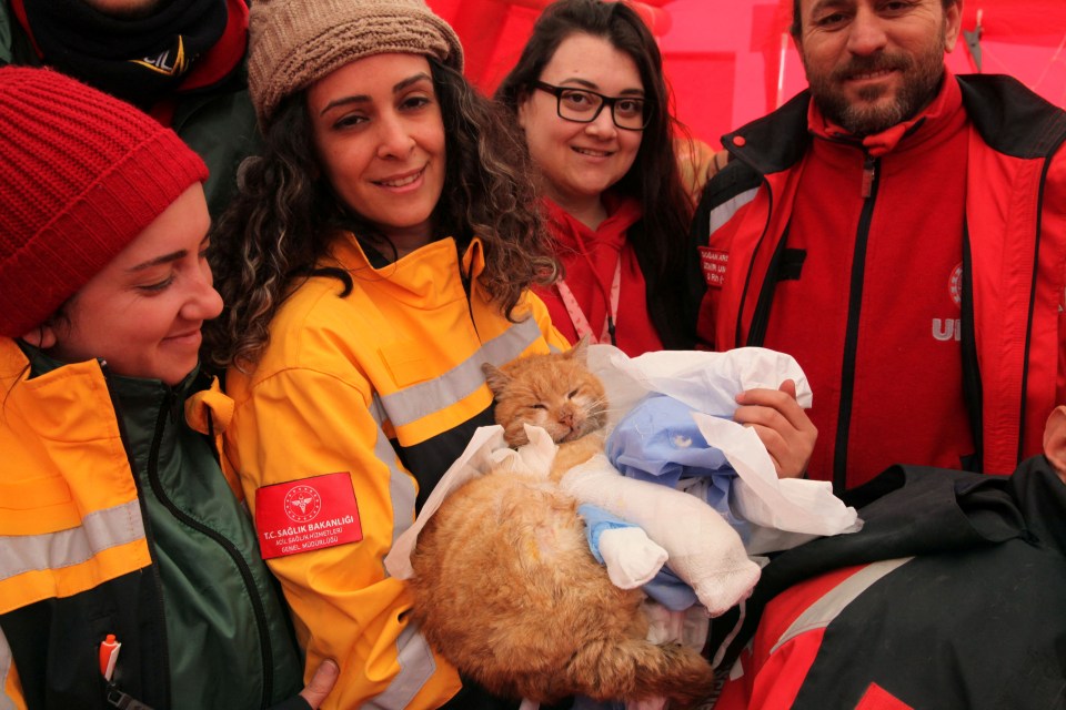 Rescuers have been discovering trapped and injured animals amid the rubble too